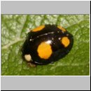Harmonia axyridis - Asiatischer Marienkaefer 55a.jpg
